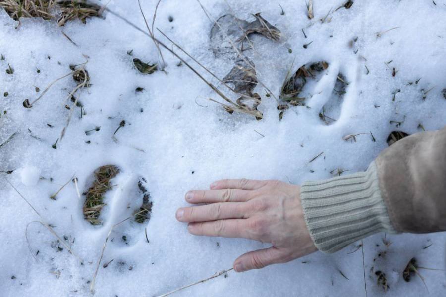 How to Discover Animals Footprints While Hiking