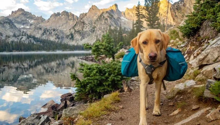 Hiking with Your Dog: Essential Tips, Safety Rules & Must-Have Gear